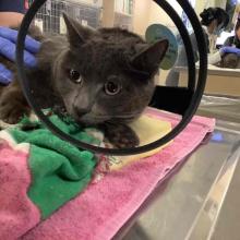 Close up of gray cat face wearing e-collar