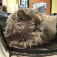 Adult Female Longhair Tortoiseshell Cat with Orange and Dark Grey Markings