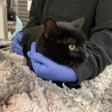 Young Adult Male Black Cat