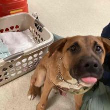 Brown dog with black muzzle and tongue sticking out wearing pink harness sitting next to hamper with folded towels