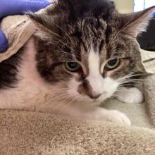FOUND CAT: Adult Female Spayed Domestic Short Hair Tabby - MGD12384