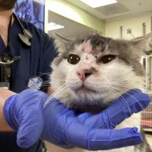 close up photo of white & gray cat face