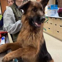 Large brown and black dog with paws up on table top