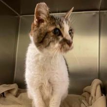 Cat with clipped right ear white chest and front legs with calico tabby markings over face and nose and a white spot on forehead