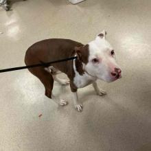 FOUND DOG: Young Adult Female Intact Brown/White Pit Bull - MGD12394