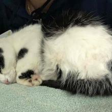 black and white female young adult american shorthair "cow cat"