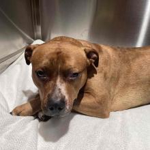 FOUND DOG: Adult Male Intact Black and Tan Pit Bull Mix - MCD12497