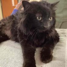 young neutered male black longhair cat MGD12557