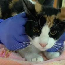 found cat young female calico cat MGD12561