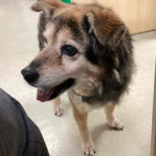 Close up of senior dog, brown ears, black nose, grey muzzle 