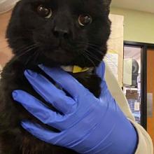 Close up of black cat with a patient collar on