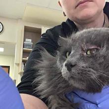 FOUND CAT: Young Adult Male Gray Domestic Longhair  - WGD12494