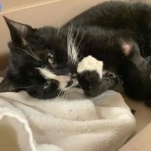 Black and white tuxedo cat laying on his side on a white towel