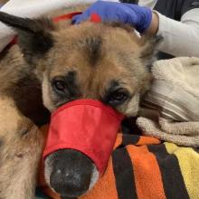 An adult male German Shepherd is laying on striped towel and wearing a red muzzle