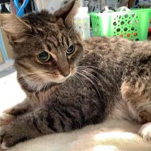 ADULT FEMALE TABBY CAT