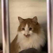 Longhair cat mostly white with orange tabby markings over top of head and on back