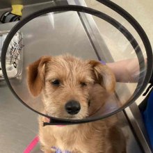 A small young brown terrier mix dog is wearing an e-collar and is held by hands wearing blue surgical gloves in front of a metallic medical exam table