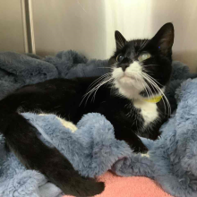 photo of female cat, black with white fur around nose, neck, and chest