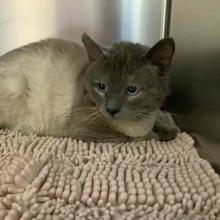  Adult Male Gray DSH CAT
