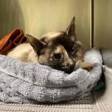 Adult Female Tortie Point Siamese