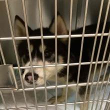 Black husky with tan muzzle standing in kennel