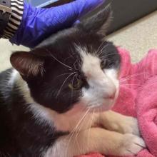 Close up of cat with black top of head and ears and white nose laying on a pink towel