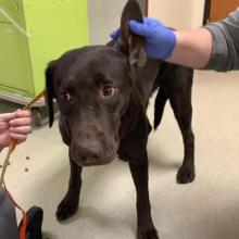 Chocolate lab dog standing with one ear being held up by human hand