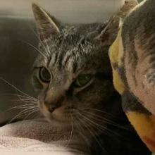 Tabby cat face behind a blanket
