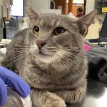 Close up gray tabby cat laying down