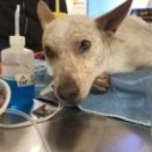 young adult male brown and white speckled aussie mix medium size