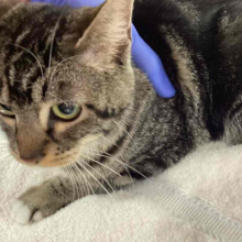 A young adult female tabby cat is laying on a white towel and held by a hand wearing a blue surgical glove