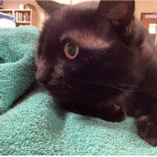 Close up of black cat face laying on green towel