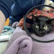 FOUND CAT: Young Adult Black Female DSH-OGD12605