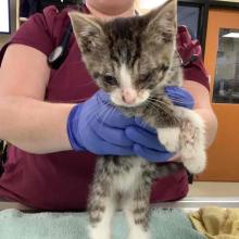 male kitten gray tabby