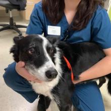 ADULT MN WHITE/BLACK BORDER COLLIE