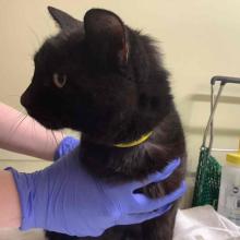  ADULT DSH BLACK FEMALE CAT 