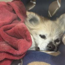 A light tan Pomeranian mix with a white face reclines on a bed of blankets.