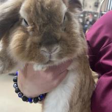 ADULT MALE BROWN LONG HAIR RABBIT