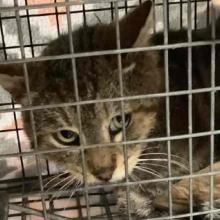 A brown tabby with green eyes looking through the bars of a cat kennel