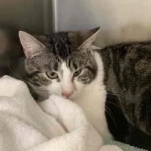 Grey and black striped cat with white chest and nose laying on white blanket