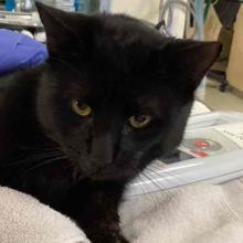 Close up of black cat on white towel