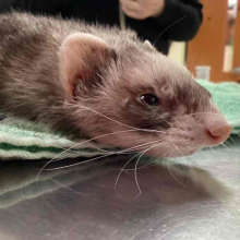 Close up image of a young brown and white ferret's face