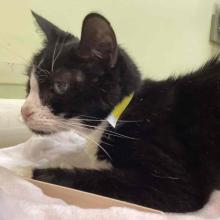 Side profile of black cat with white nose on white towel