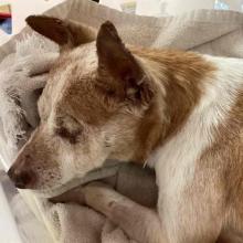 Small Blonde and white dog laying on cream colored towel