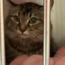 Close up photo of young longhair tabby cat face on pink towel