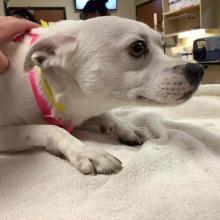 YOUNG ADULT MALE WHITE CHIHUAHUA