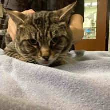 YOUNG ADULT DSH MALE CAT