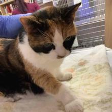 Adult Female DSH Calico Cat