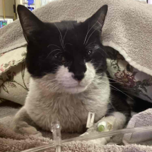 An adult black and white  cat peeks out from brown and white blankets