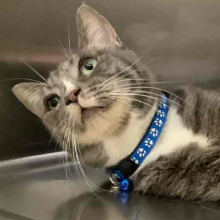 A young gray tabby cate with yellow eyes is laying on a metal table. The cat is wearing a blue collar with white pawprints and a blue bell.